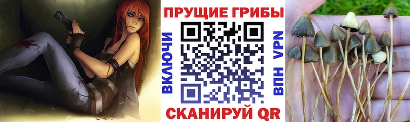 Псилоцибиновые грибы прущие грибы  Нововоронеж 